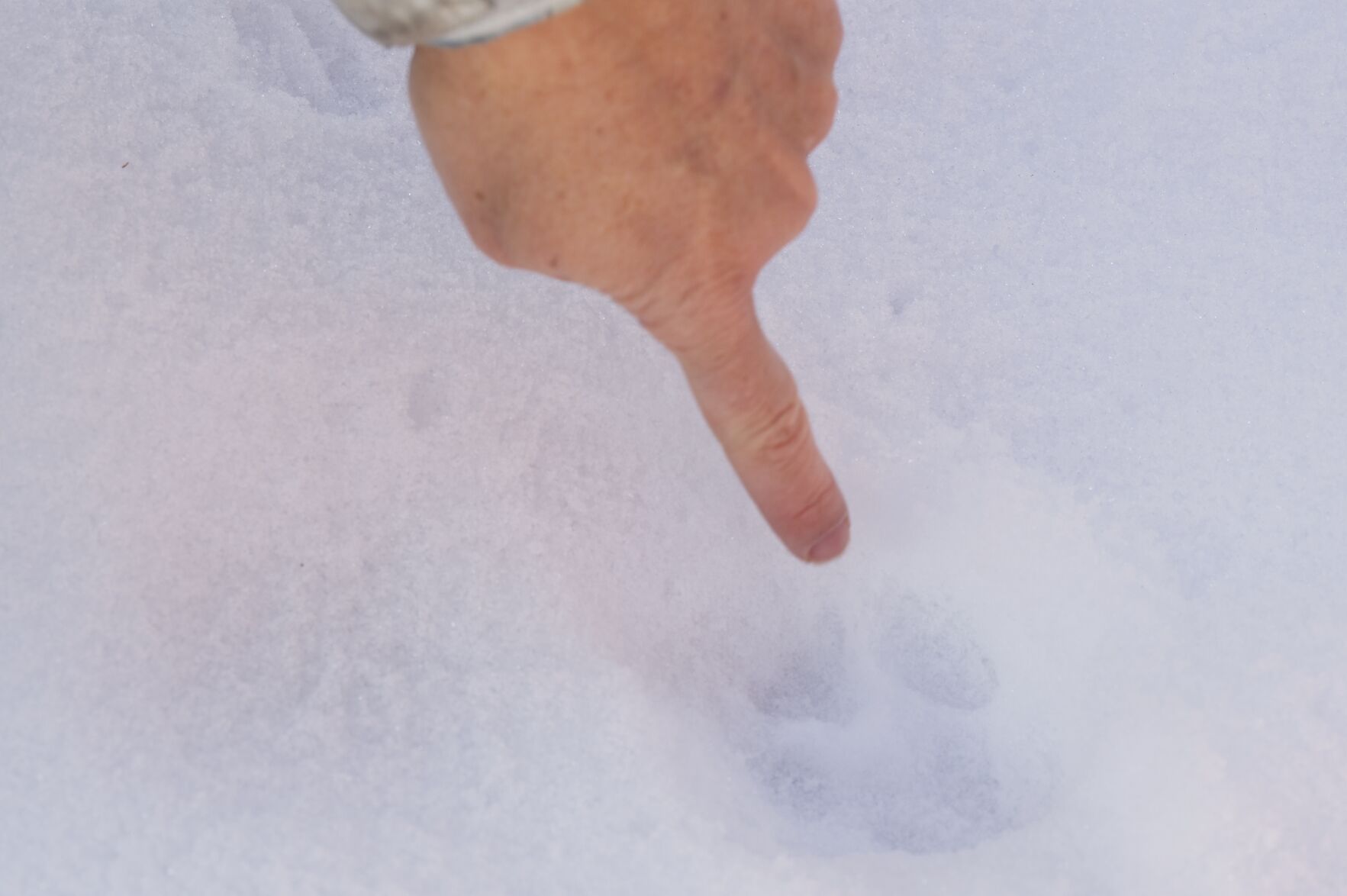 Coyote footprint